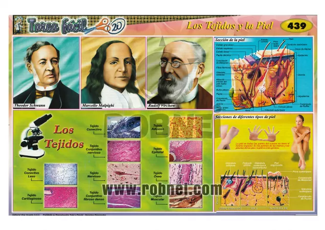 Los Tejidos Y La Piel
